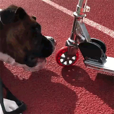 Dog chewing on Razor wheel
